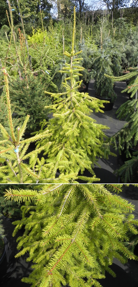 Picea abies 'Brobecks Gold'